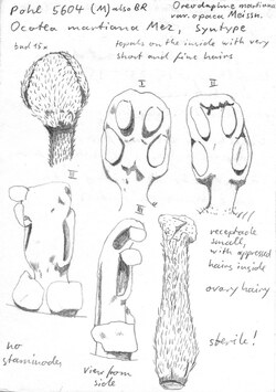 Vorschaubild Oreodaphne martiana var. opaca Meisn.